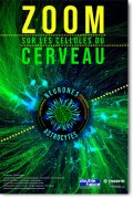 Zoom sur les cellules du cerveau