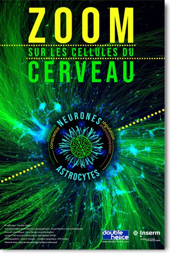 Zoom sur les cellules du cerveau
